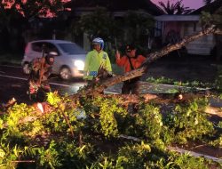 Kapolsek Kembangbahu Pimpin Pengecekan dan Penanganan Pohon Tumbang di Jalan Raya Mantup