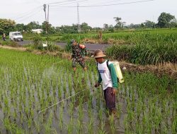 Bantu Perawatan Tanaman Padi, Babinsa Kelurahan Satrean Dampingi Poktan Kembang Kuning