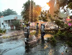 Hujan Deras Sebabkan Pohon Tumbang di Raya Babat, Quick Respons Polsek Babat Evakuasi dan Amankan Lalu Lintas
