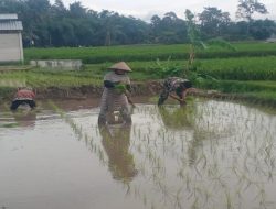 Dukung Ketahanan Pangan Nasional, Serda Dedy Awang Dampingi Penanaman Padi Milik Bapak Sumino