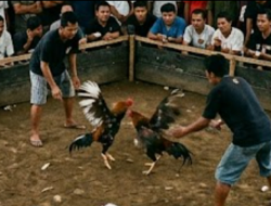 Warga Resah, Arena Judi Sabung Ayam di Wates Kembali Beroperasi, Aparat Diminta Bertindak Tegas